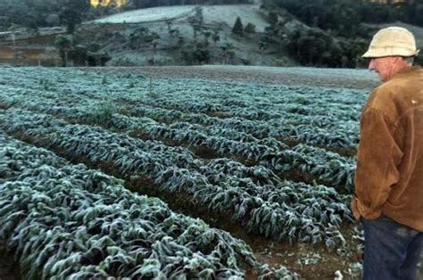 a volta do frio agricultores temem perdas financeiras Milionárioz