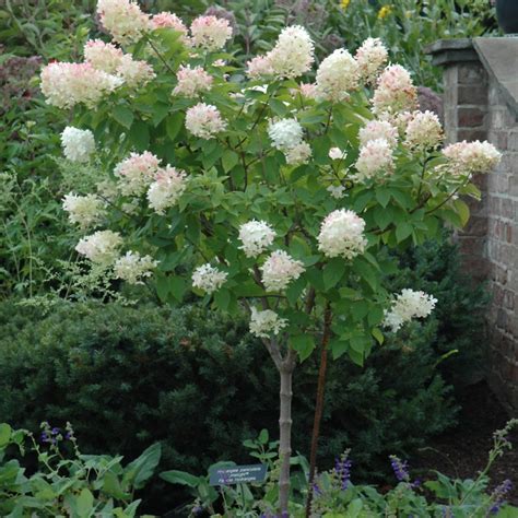 Limelight Hydrangea Tree | 6 ft. - 8 ft. (7 Gallon Pot)