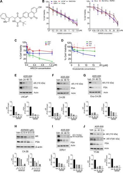 Frontiers Urolithin A Analog Inhibits Castration Resistant Prostate