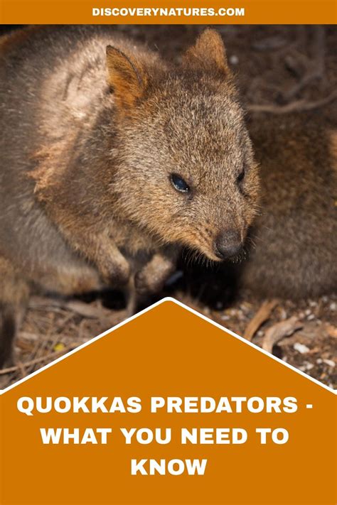 Quokkas Predators - What You Need To Know