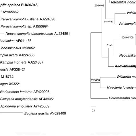 Trophozoites Cysts And Habitat Of Allovahlkampfia Spelaea Trophozoite Download Scientific