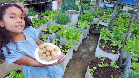 Como Plantar Batata Inglesa Em Vaso YouTube