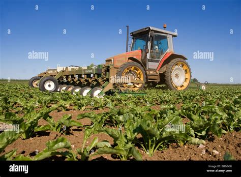 Tractor Mounted Sugar Beet Hoe Working In The Lincolnshire Fens Stock