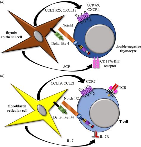 The Notch Niche In Primary And Secondary Lymphoid Organs A