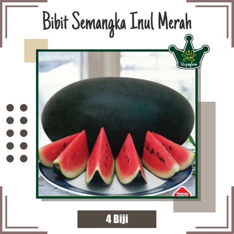 Jual Benih Semangka Inul Merah F Mardy Bibit Buah Shopee Indonesia