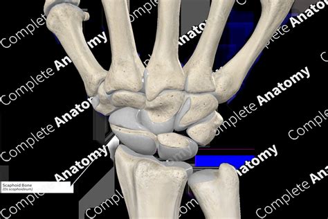 Scaphoid Bone Complete Anatomy