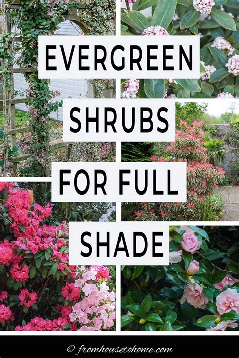 Evergreen Shrubs For Shade That Look Good All Year Gardening From