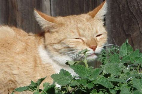 Catnip A Erva De Gato Veja Para Que Serve