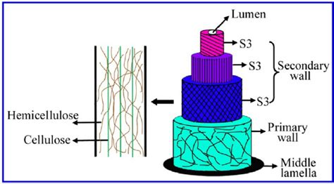 The Schematic Of The Hierarchical Structure Of A Wood Cell Wall Download Scientific Diagram