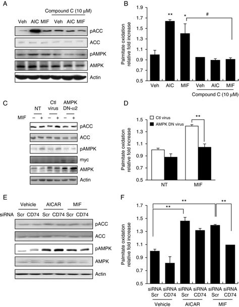 Mif Stimulated Palmitate Oxidation In A Cd74ampk Dependent Manner A