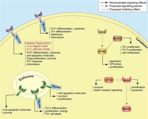 Innate Immune Signaling Pathways