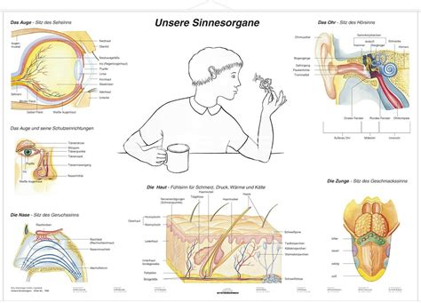 Duo Lerntafel Unsere Sinnesorgane Lernkarte Wandkarte X Cm