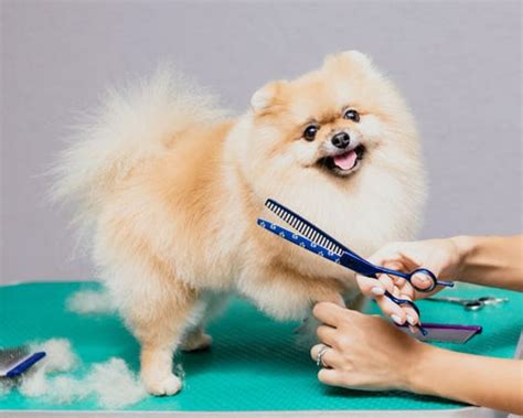 Lulu Da Pomerania Solta Muito Pelo Outlet Emergencydentistry