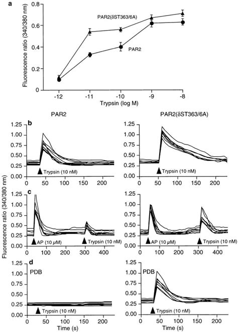 Par2 Mediated Ca²⁺ Mobilization In Knrk Par2 Cells And Download