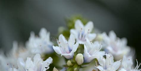 Flora Of Gran Canaria Echium Decaisnei White Bugloss Endemic To