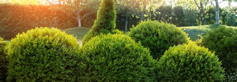 Seasonal Boxwood Shrub Care | Davey Tree