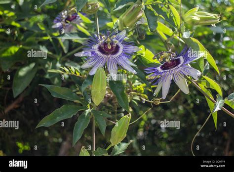 Pasionaria azul pasiflora caerulea fotografías e imágenes de alta