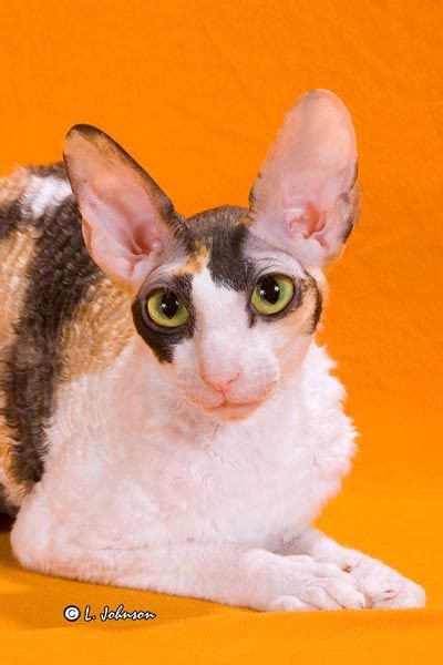 Calico Cornish Rex Cat Breeds And Species At The Great Cat Rex Cat