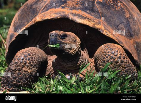 El volcán Alcedo tortuga gigante Chelonoidis nigra vandenburghi