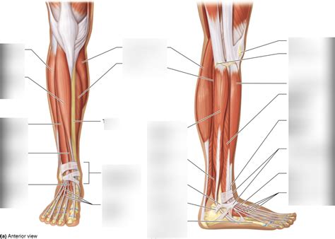 Calf Muscle Diagram