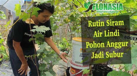 Pohon Anggur Subur Dengan Air Lindi Ember Tumpuk YouTube