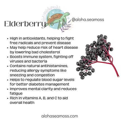 Elderberry Benefits Artofit