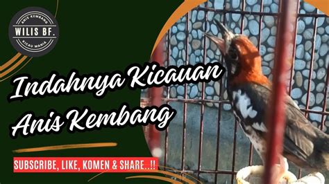 Indahnya Kicauan Anis Kembang Roll Youtube