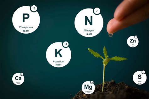 The Best Autoflower Feeding Schedule For Your Grow Msnl Seeds