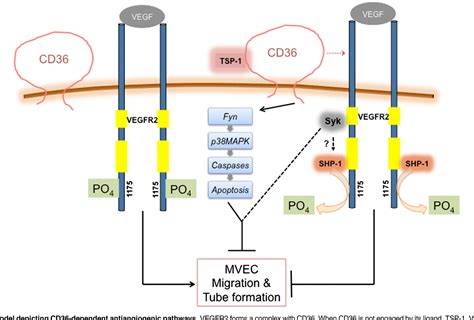 Figure From Thrombospondin Modulates Vegf Signaling Via Cd By