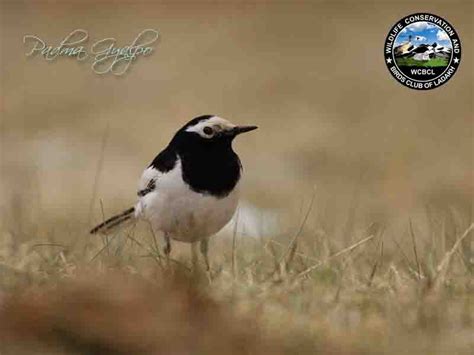 White Wagtail Birds Of Ladakh