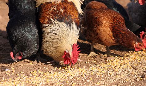 Can Chickens Eat Corn Furry Tips