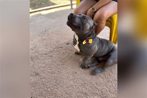 Cachorro Executado Mp Pede Que Pmdf Abra Inqu Rito Sobre O Caso