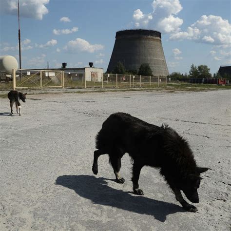 ¿evolucionan Rápidamente Los Perros De Chernóbil