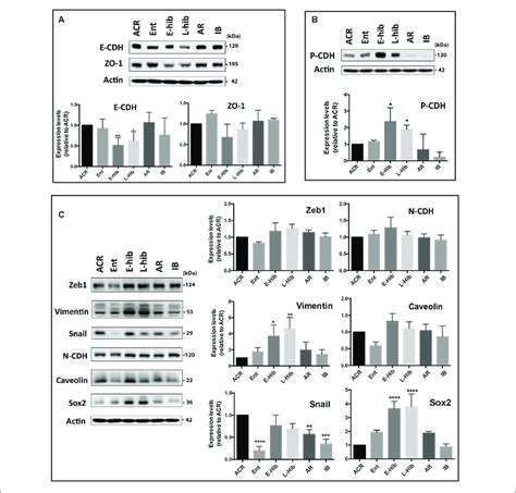| Expression levels of epithelial-mesenchymal transition (EMT)-related ...