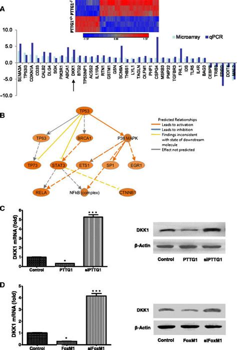 Genes Regulated By Pttg1 A Differentially Expressed Genes In Wt And