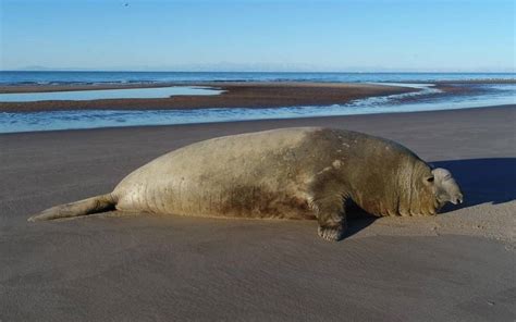 Elefante Marino Sorprende En Playas Del Golfo De Santa Clara El Sol