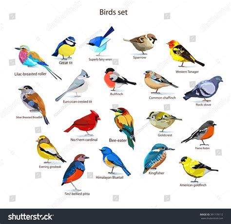 Big Set Birds Birds Flying Animals Stock Vector (Royalty Free ...