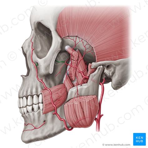 Arteria infraorbitalis Anatomie Verlauf und Äste Kenhub
