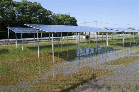 Agrivoltaics A Win Win Strategy Combining Solar And Agriculture Homer Microgrid News