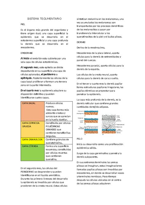 Resumen Sistema Tegumentario SISTEMA TEGUMENTARIO PIEL Es el órgano