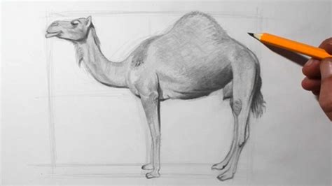 Camel Pencil Drawing By Greg Joens Fine Art America | lupon.gov.ph