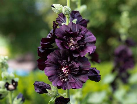 6 Black Flowers That Add Interest To Your Garden Backyard Boss