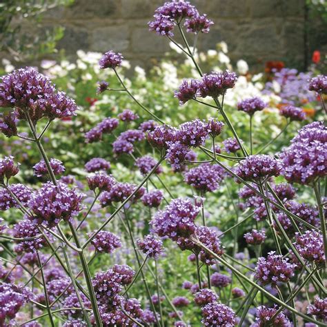 Verbena Bonariensis Plug Plants Thompson And Morgan