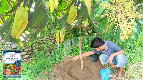 How To Apply Npk Fertilizer To Mango Trees For Fast Fruiting Youtube