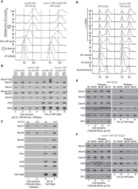 CMG Helicase Disassembly Is Essential And Driven By Two Pathways In