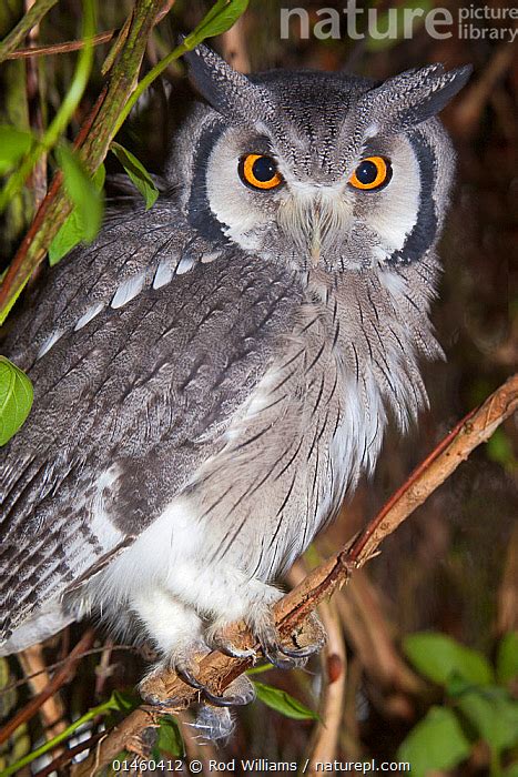 Stock Photo Of Northern White Faced Owl Ptilopsis Leucotis Portrait