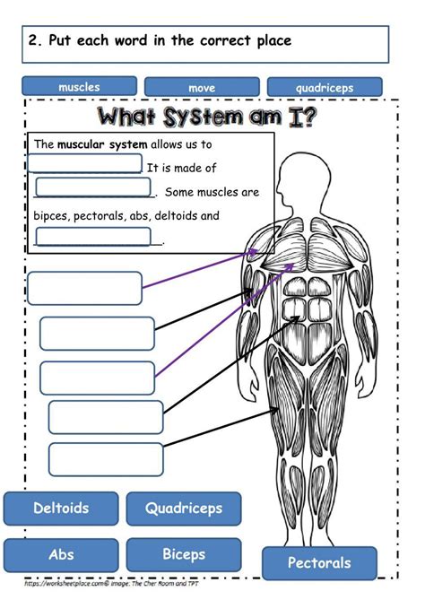 Muscular System Lesson Resources The Homeschool Scientist