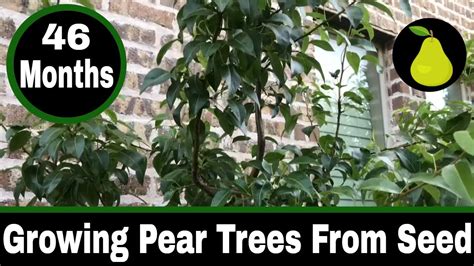 How To Grow Pear Trees From Seed Months Youtube