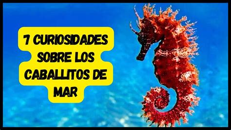 MARAVILLAS SUBMARINAS LOS SECRETOS FASCINANTES DE LOS CABALLITOS DE