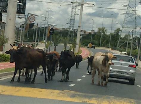 G Moradores Flagram Boiadas Soltas Em Reas Urbanas Da Regi O